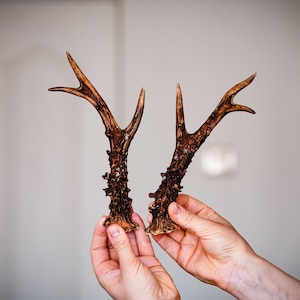 Two roe deer antlers Natural roe horns for sale