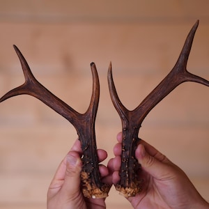 Two pieces real deer horn Roe buck antlers