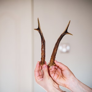 Natural roe deer antlers Real deer antlers