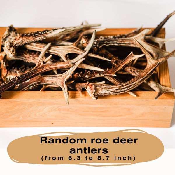 Random roe deer antlers From 6.3 to 8.7 inch Mixed antlers