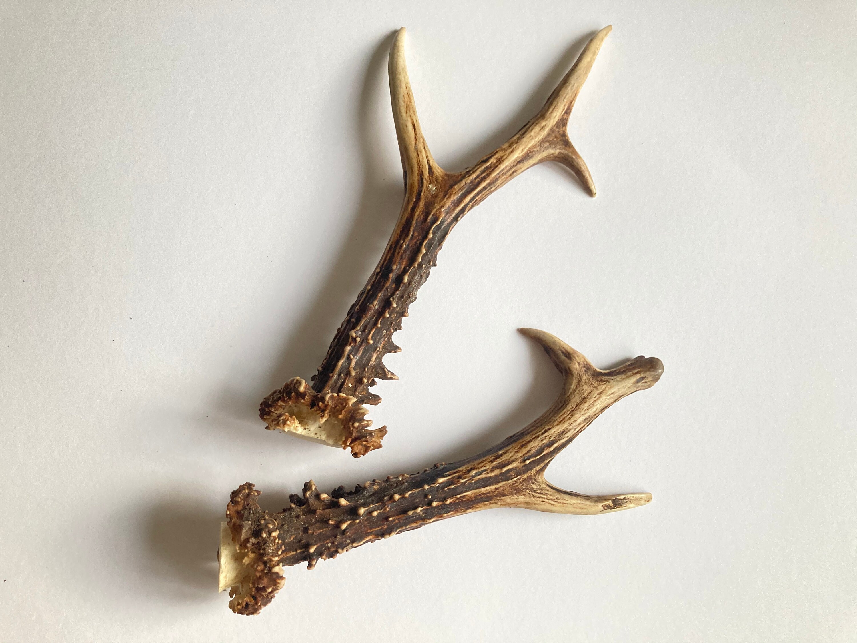 Natural roe deer antler Deer horn for sale Etsy