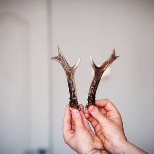 Real Roe Deer Antler Natural roe deer