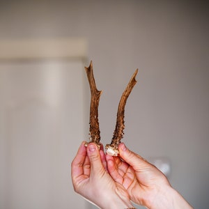 Two small roe deer antlers Natural roe horns