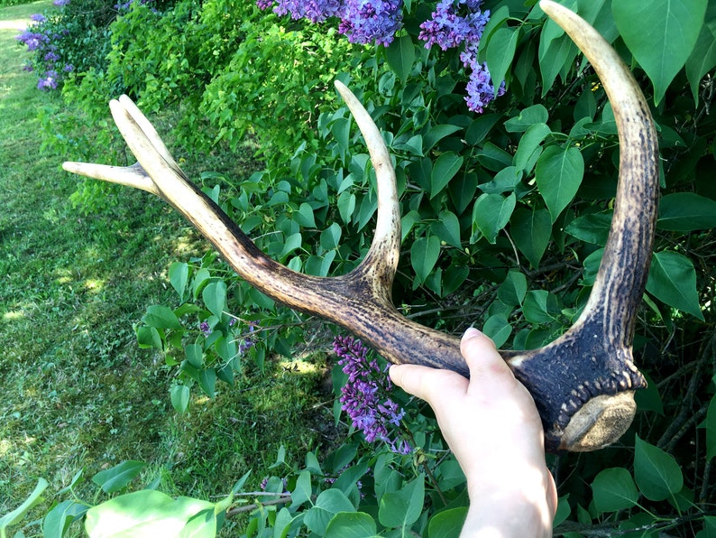 Real Deer Antler For Home Decor Antlers For Sale Etsy