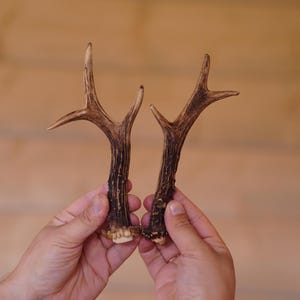 Two pieces Natural roe deer antlers Real antlers
