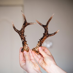 2 Roe deer antlers for him Cool gift for boyfriend