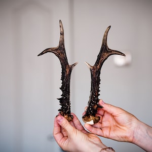 Set of 2 roe deer antlers Wall decor Two pieces