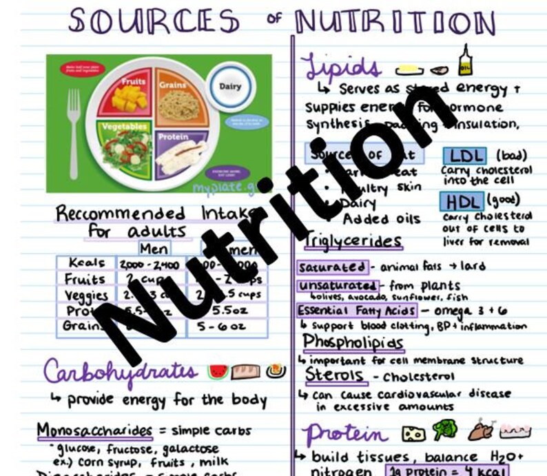 Nutrition Study Guide Etsy nutrition-study-guide-etsy