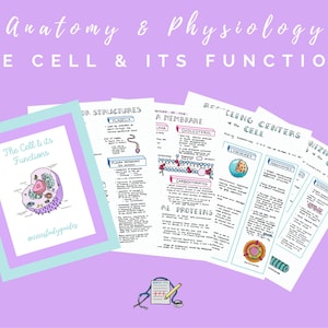 Die Zelle und ihre Funktionen - Anatomie und Physiologie Lernführer