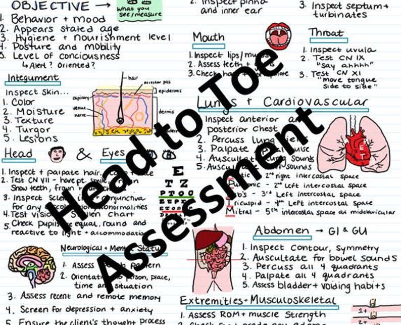Head To Toe Assessment Study Guide For Nursing Students Etsy head-to-toe-assessment-study-guide-for-nursing-students-etsy