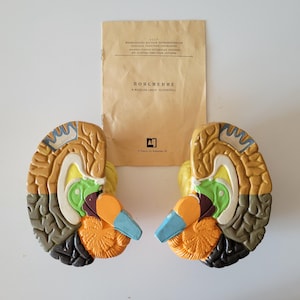 May include: Two symmetrical anatomical brain models featuring distinct color-coded sections in tan, green, yellow, orange, blue, and dark brown. A beige paper manual with Cyrillic text titled POYASNENIE K MODELI MOZG CHELOVEKA is positioned above.