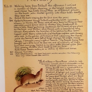 Edith Holden Februar Erd Spitzmaus oder Spitzmaus Natur Druck Vintage