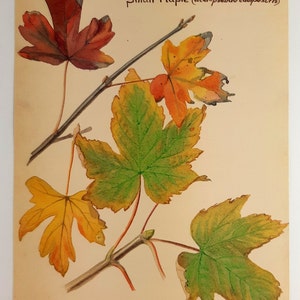 Könnte beinhalten: Ein Aquarellbild von Blättern eines Platanenbaums und eines kleinen Ahorns. Die Blätter sind in verschiedenen Grüntönen, Gelb, Orange und Rot. Das Bild ist betitelt "Leaves of Sycamore (acer pseudo platanus) and Small Maple (acer pseudo campestris)".