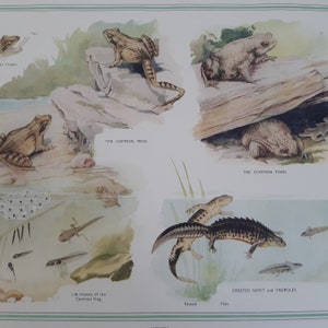 Pôster litográfico de anfíbios dos anos 1950, impressão em cores vintage de anfíbios