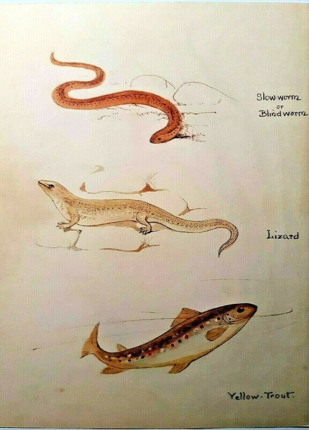Edith Holden Slow Worm Lizard and Trout Botanical Vintage Print