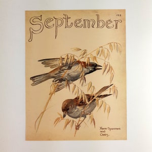 Puede incluir: Una ilustración vintage de dos gorriones marrones posados ​​en tallos de avena. La ilustración se titula "House Sparrows and Oats" y está fechada en "'22."