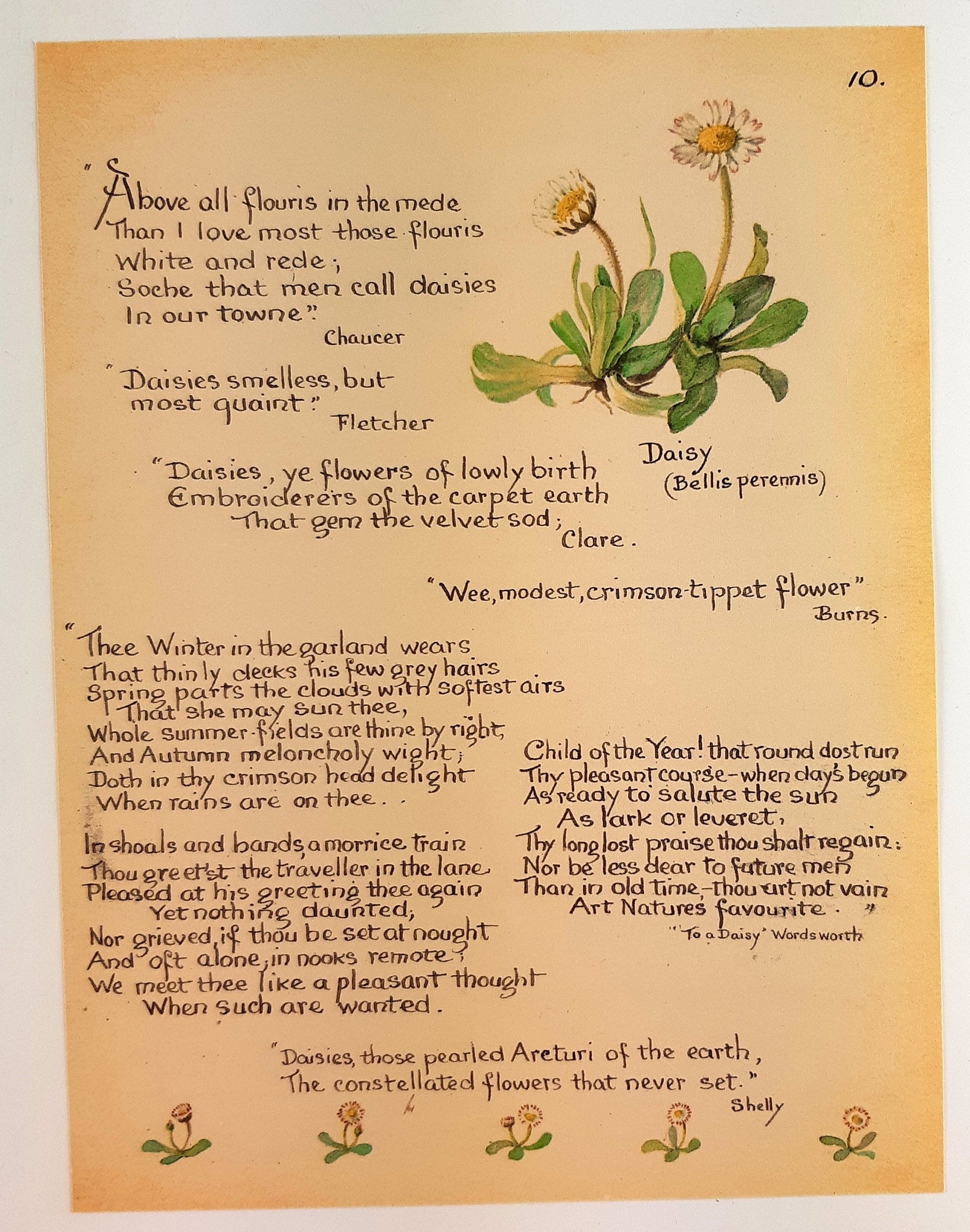 Edith Holden Daisy Daisies Botanical Print Poems and Quotes Etsy
