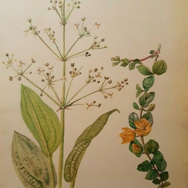 Edith Holden Greater Water Plantain Creeping Loose Strife Botanical Print