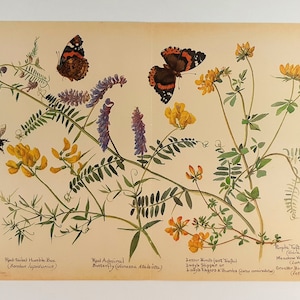 Edith Holden Red Tailed Bumble Bee Red Admiral Butterfly Vetch Botanical Print