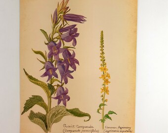 Edith Holden Giant Campanula and Common Agrimony Botanical Print