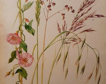 Edith Holden Bindweed Couch Quaking Bent and Brome Grass Botanical Print