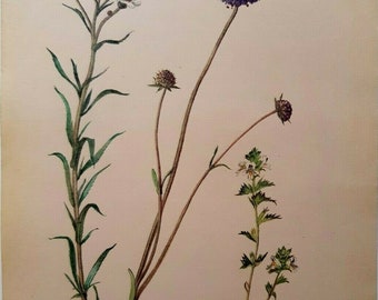 Edith Holden Sneeze Wort Yarrow Devil's Bit Scabious Eyebright Botanical Print