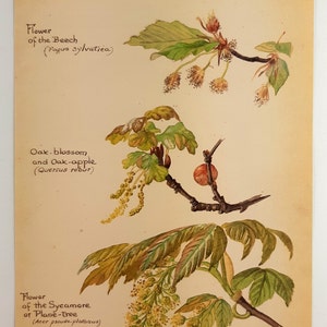 Edith Holden Flowers of Beech and Sycamore and Oak Blossom Botanical Print
