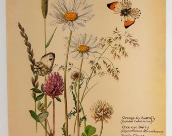 Edith Holden Orange Tip Butterfly, Oxe-Eye Daisy Purple Clover White or Dutch Clover Meadow Fox Tail Grass Botanical Print