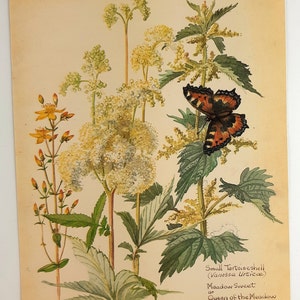 Edith Holden St John's Wort Nettle Tortoiseshell Butterfly and Meadow Sweet Botanical Print