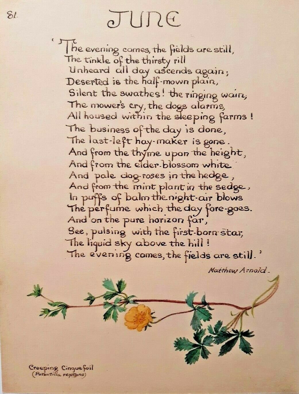 Edith Holden June Matthew Arnold Poem and Creeping Cinquefoil