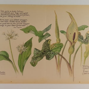 Edith Holden Common Garlic Wild Arum Cuckoo Pint Lords Ladies Botanical Print