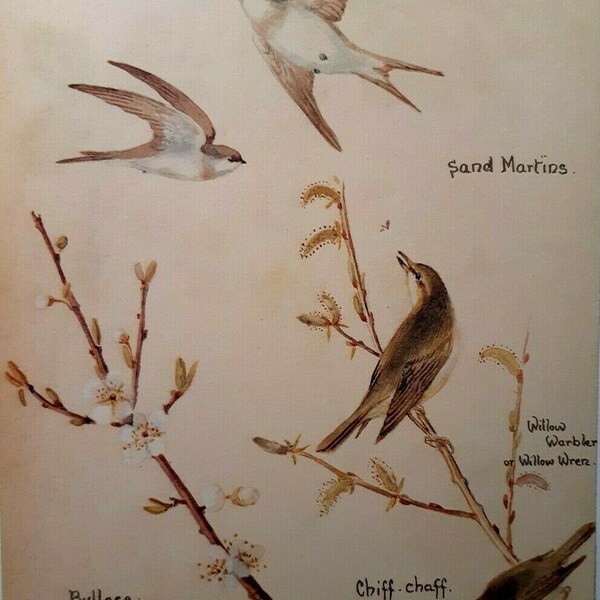 Edith Holden Sand Martins Bullace Chiff Chaff Willow Botanical Vintage Print