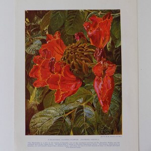 Vintage Colour Botanical Print of Uganda Flower Spathode Nilotica  1925