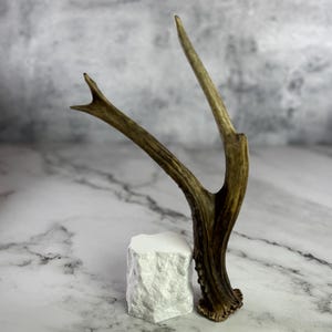Unique Roe Deer Antler| SINGLE premium quality antler for DIY crafting | Gift For Hunter | Natural Home Decor | Hunting Lodge Decor