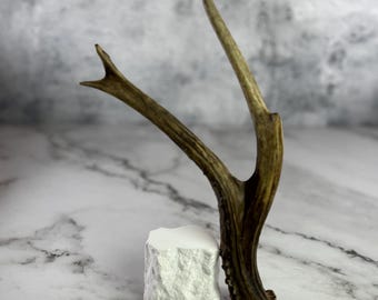 Roe Deer Antler | Natural Rustic Home Decor, DIY Crafting