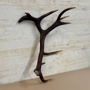 Unique Deer Antler 2,835 kg – Naturally Shed Antler from Lithuania • Hunting Lodge Decor • Real Deer Antler for Crafts, Carving, Cabin Decor