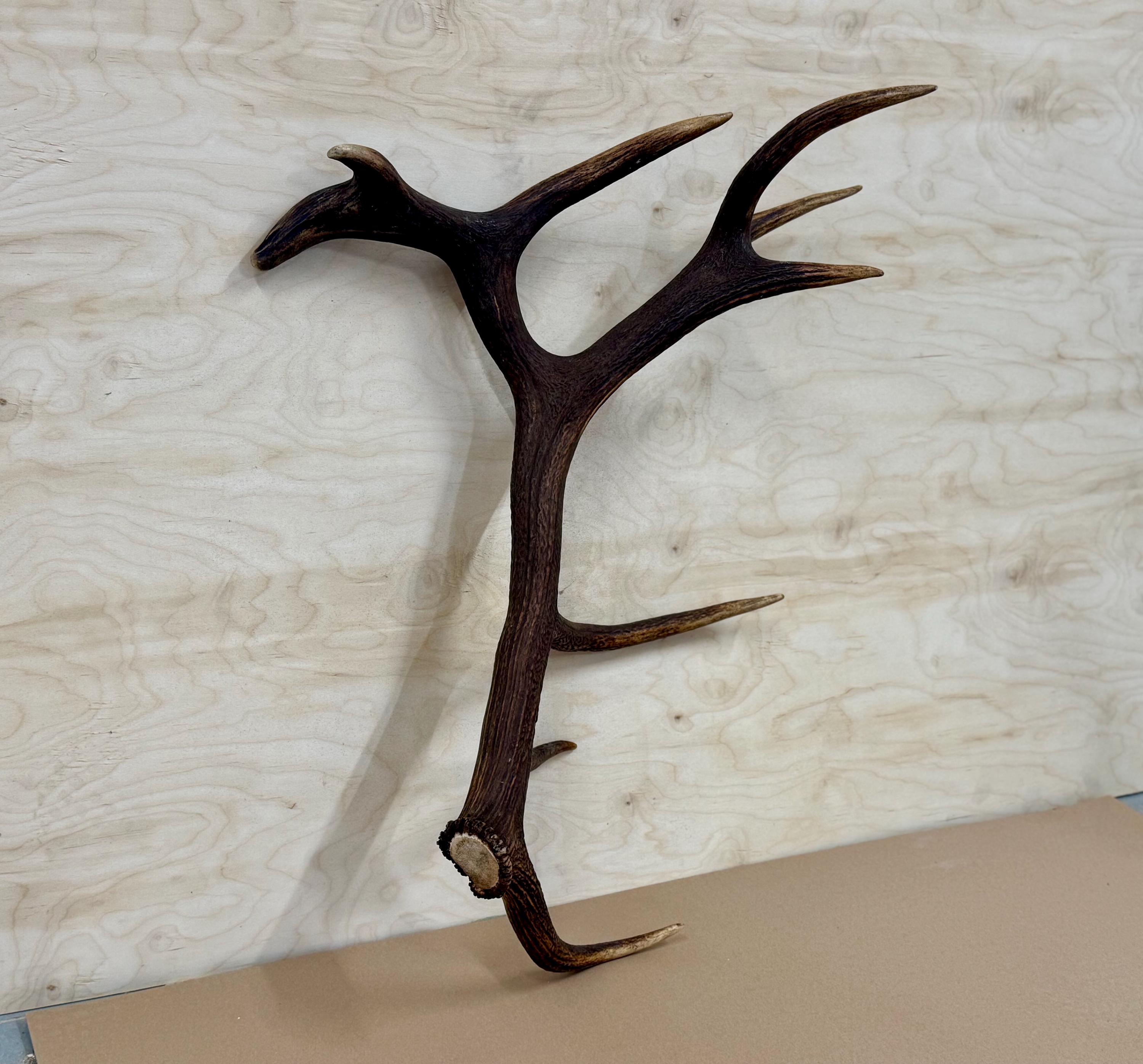 2 Bois de cerf, cornes En BOIS Marron 109mm Pour coucou forêt noire