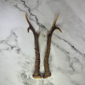 Real Roe Deer Antler Pair – Matched Antlers for DIY Crafting, Rustic Decor, Knife Handle Material, or Skull Mount Projects | Nr.04