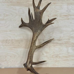 Unique Deer Antler 3.49 kg – Naturally Shed Antler from Lithuania • Hunting Lodge Decor • Real Deer Antler for Crafts, Carving, Cabin Decor