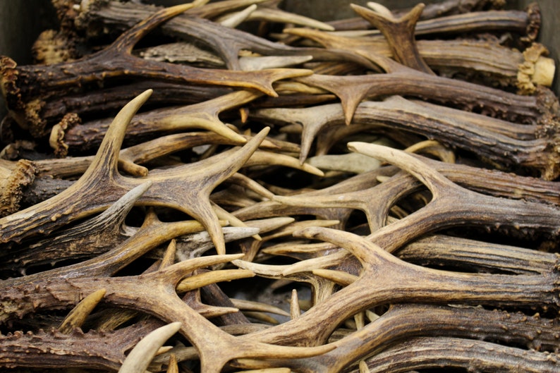 Roe deer antlers filled box to the top