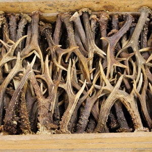 Roe deer antlers picture from a distance to see the beautiful condition and quality