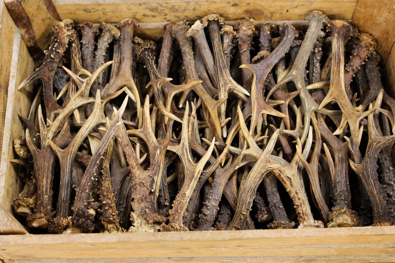 Roe deer antlers picture from a distance to see the beautiful condition and quality