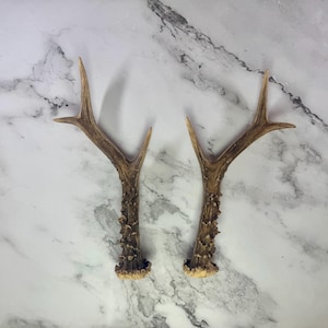 Roe Deer Antler Pair – Gift for Hunter, Knife Handle Material, or Skull Mount Projects, for DIY Crafting | Roe Deer Antler pair Nr.06