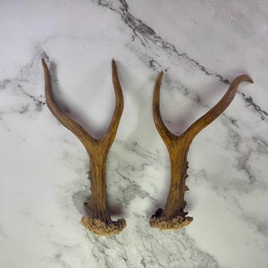 Roe Deer Antler Pair – Perfect for Knife Handle making, Gift for hunter, Skull Mount Projects, for DIY Crafting | Roe Deer Antler pair Nr.07