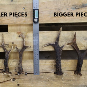 Roe deer antlers compared side by side with smaller and bigger pieces