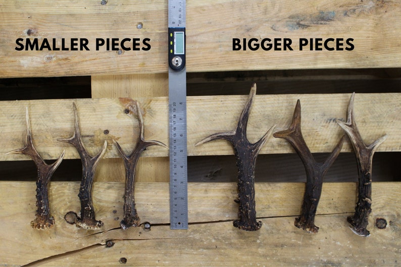 Roe deer antlers compared side by side with smaller and bigger pieces