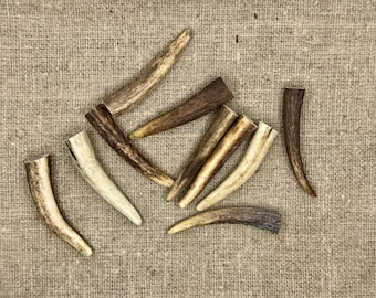 Puntas de asta de ciervo natural - 80 mm, para corbatas bolo y joyería artesanal