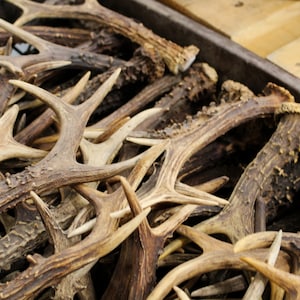 Box full with roe deer antlers on a pallet