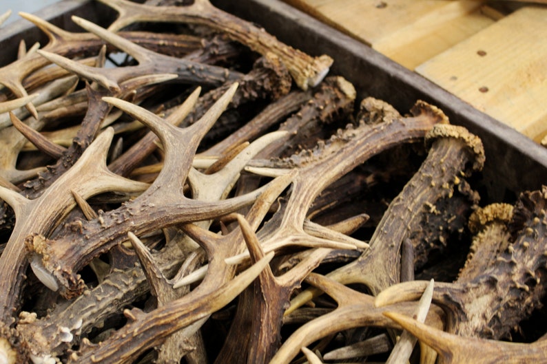 Box full with roe deer antlers on a pallet