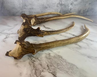Red Deer Antler Spikes | Naturally Shed, DIY Craft Supply